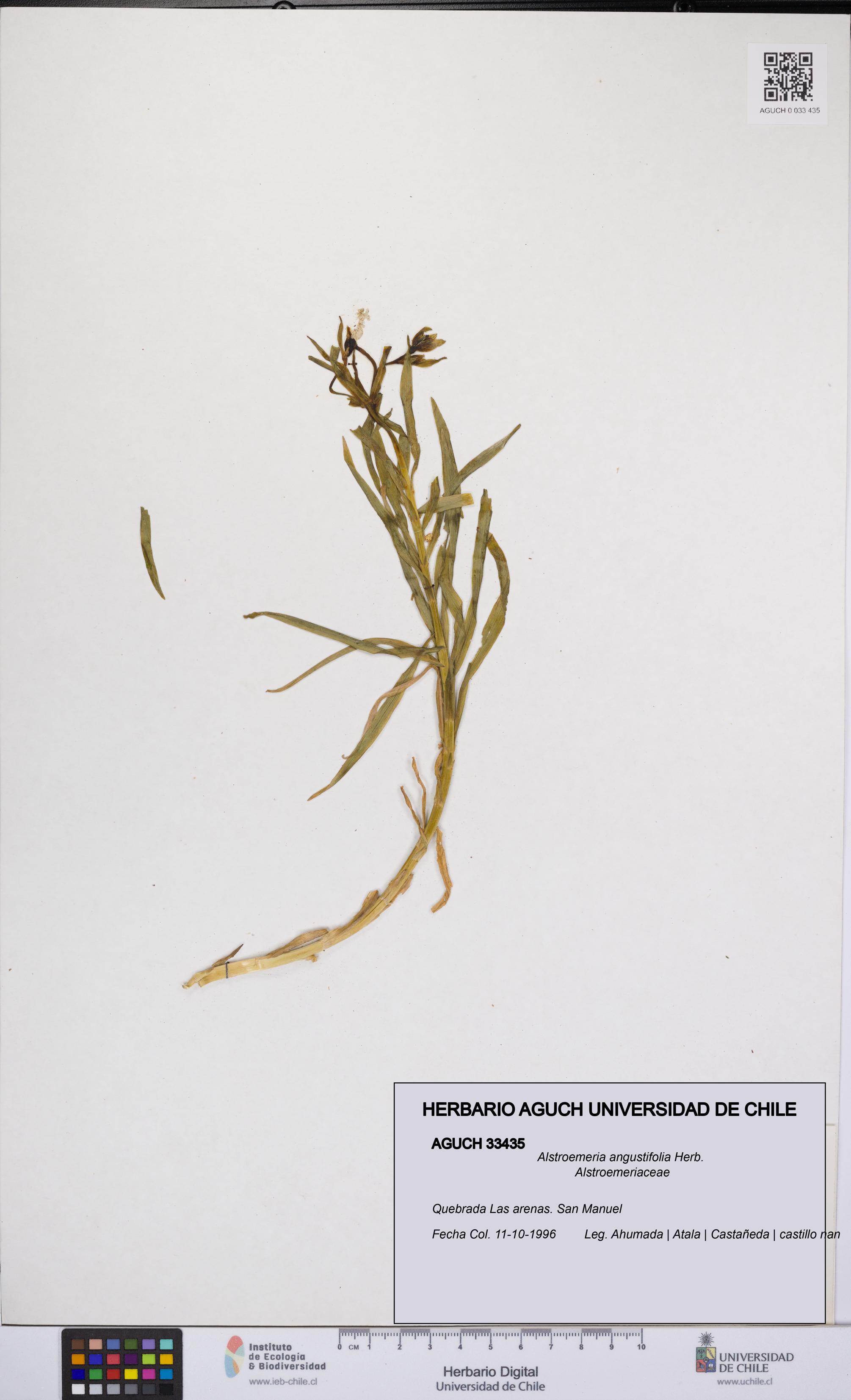 Alstroemeria angustifolia [Espécimen: UCH:AGUCH:0033435]