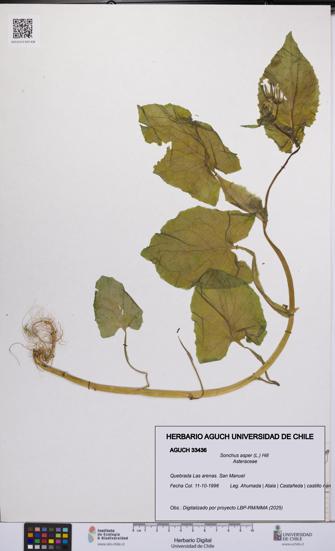 Sonchus asper [Espécimen: UCH:AGUCH:0033436]