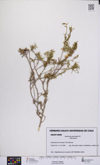 Baccharis paniculata [Espécimen: UCH:AGUCH:0033449]