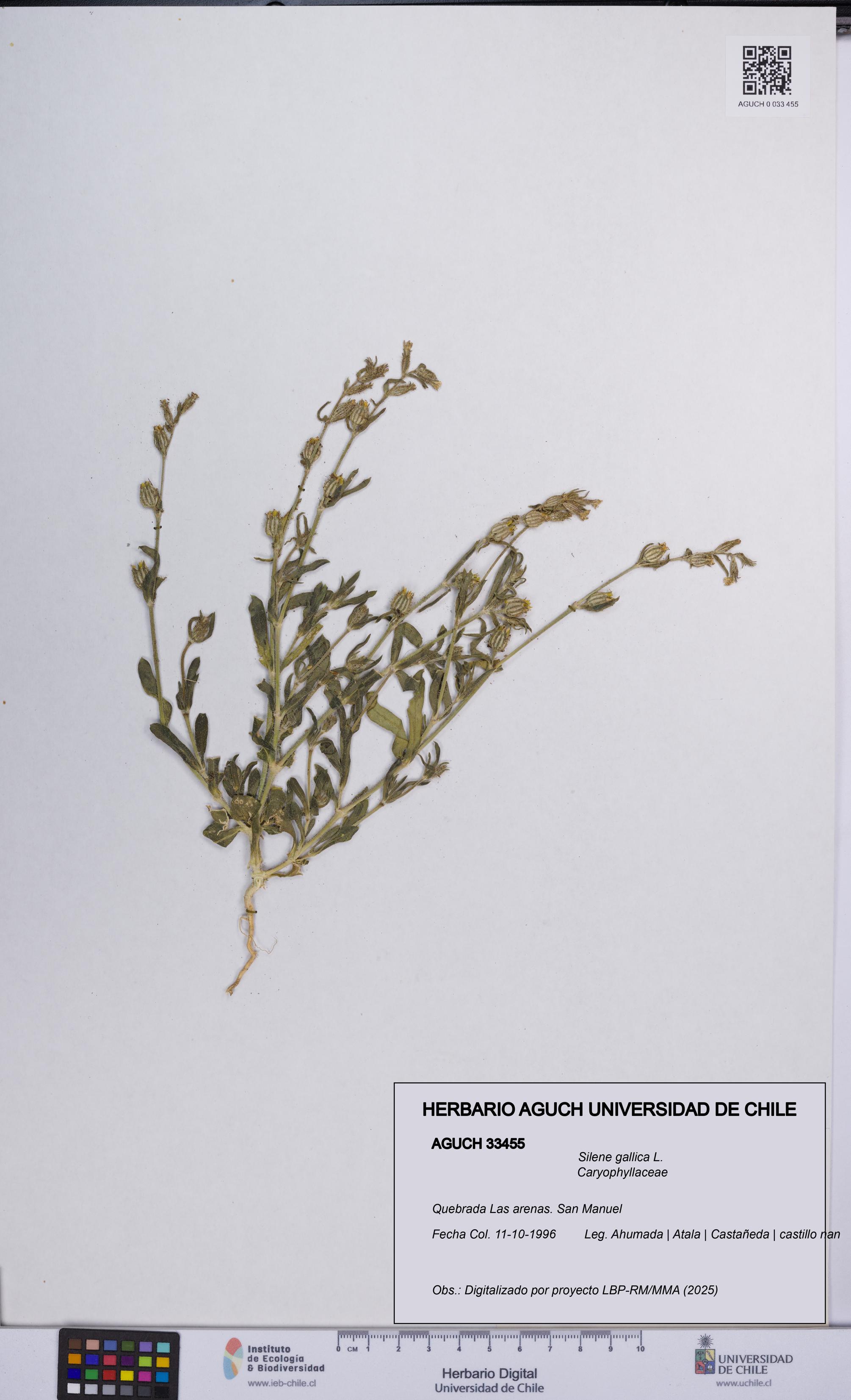 Silene gallica [Espécimen: UCH:AGUCH:0033455]