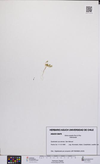 Soliva sessilis [Espécimen: UCH:AGUCH:0033473]