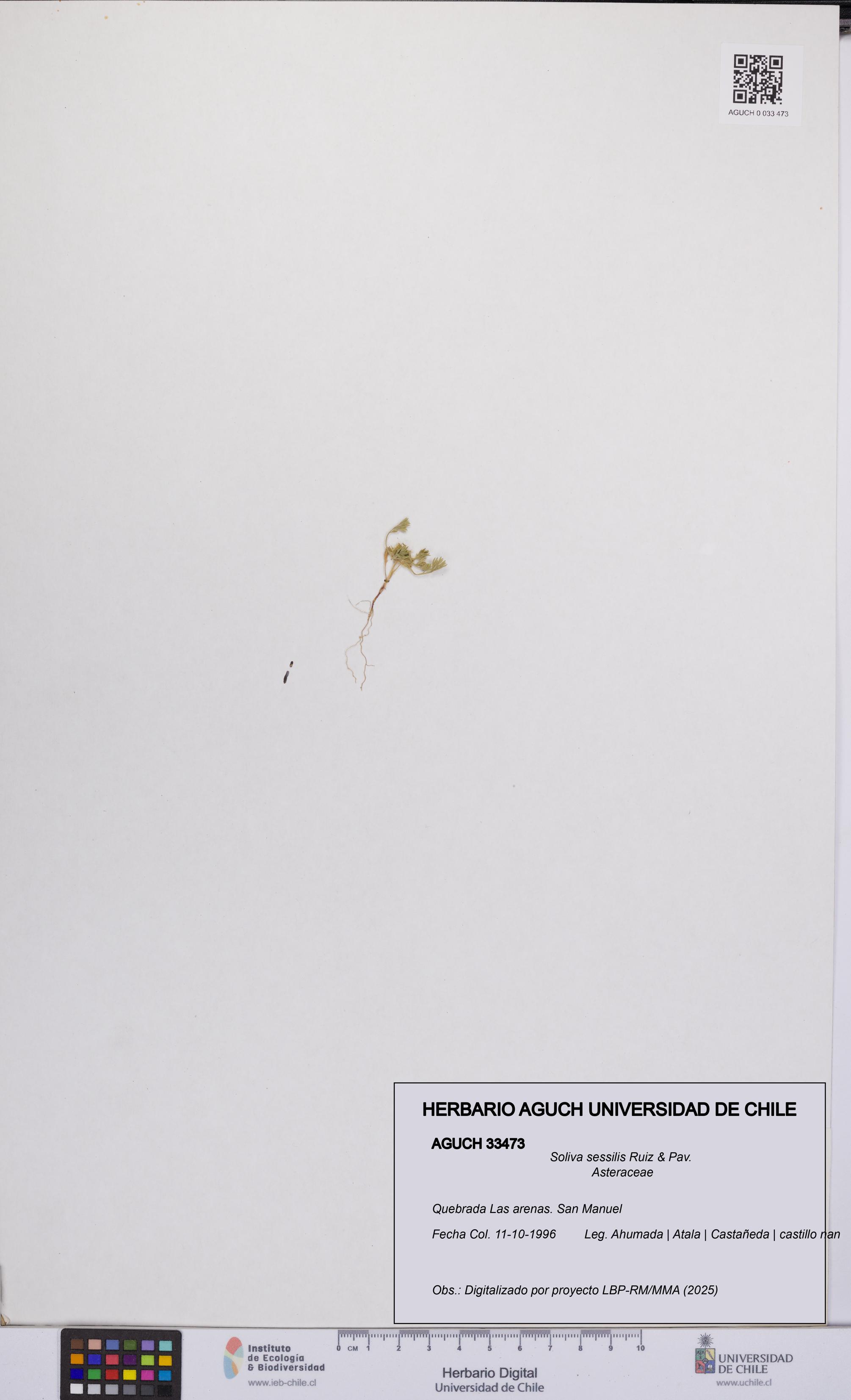 Soliva sessilis [Espécimen: UCH:AGUCH:0033473]