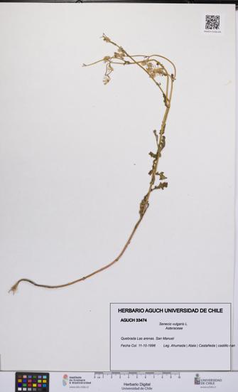 Senecio vulgaris [Espécimen: UCH:AGUCH:0033474]