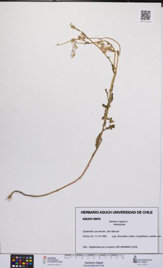 Senecio vulgaris [Espécimen: UCH:AGUCH:0033474]