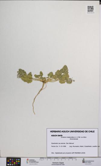Erodium malacoides [Espécimen: UCH:AGUCH:0033479]