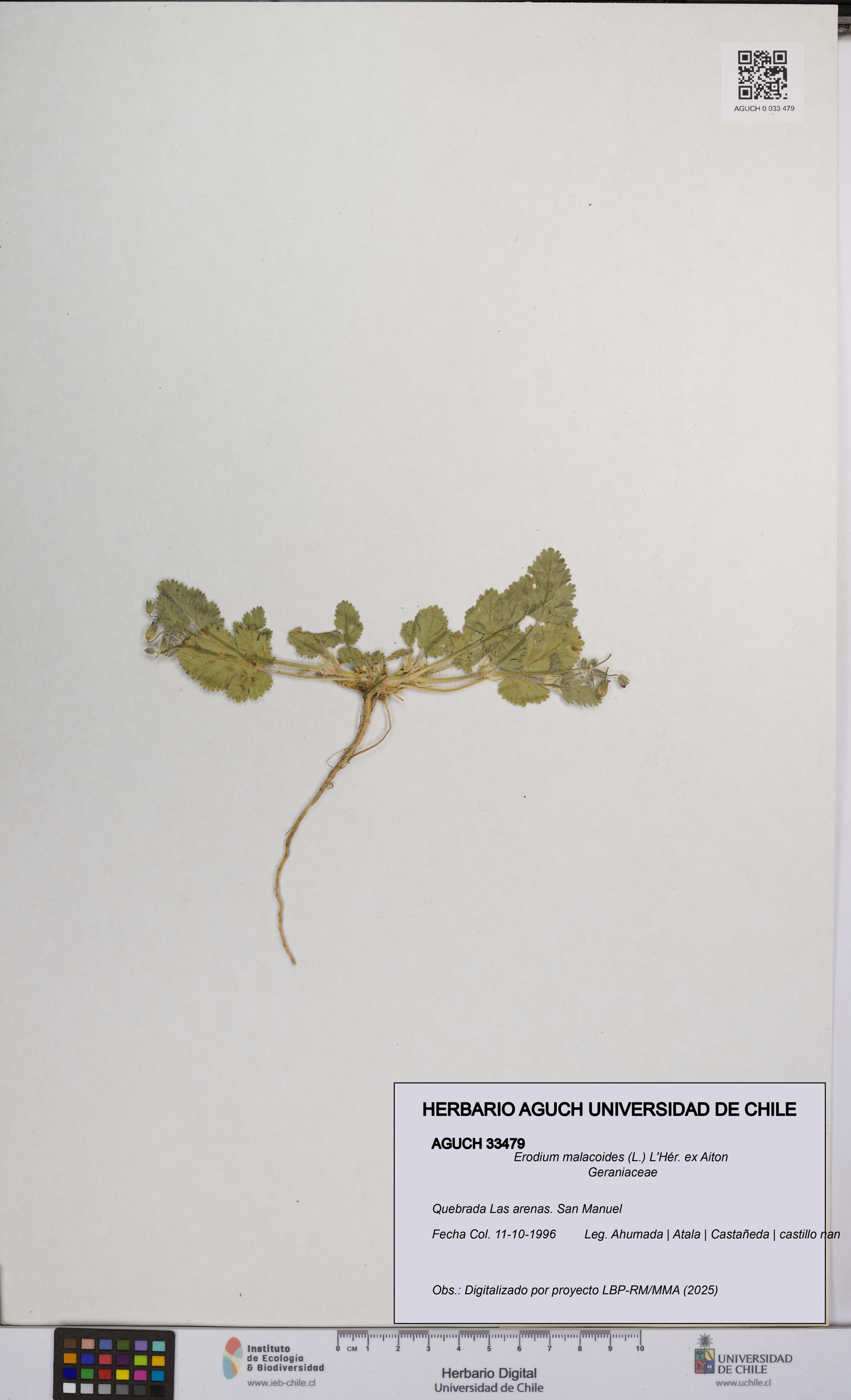 Erodium malacoides [Espécimen: UCH:AGUCH:0033479]
