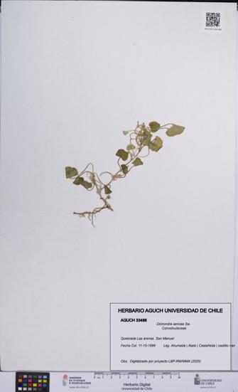 Dichondra sericea [Espécimen: UCH:AGUCH:0033486]