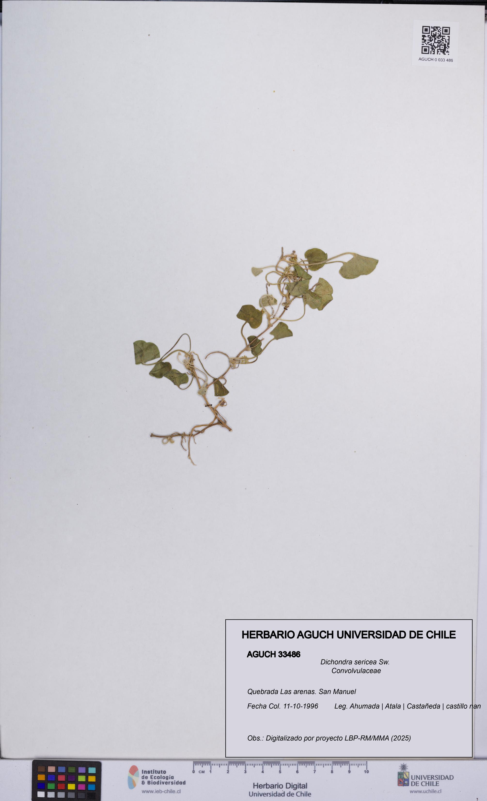 Dichondra sericea [Espécimen: UCH:AGUCH:0033486]