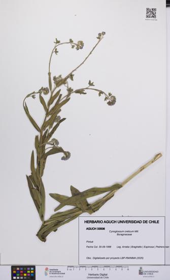 Cynoglossum creticum [Espécimen: UCH:AGUCH:0033506]