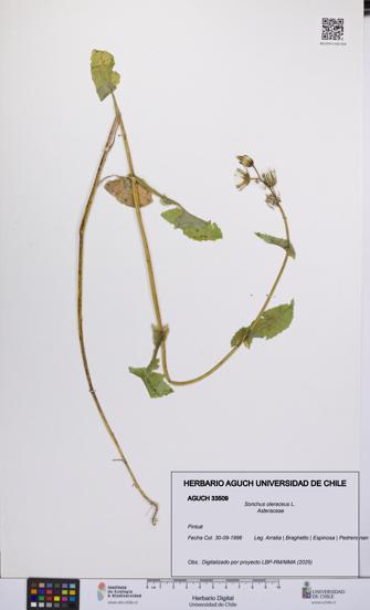Sonchus oleraceus [Espécimen: UCH:AGUCH:0033509]