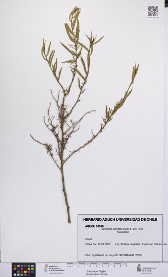 Baccharis salicifolia [Espécimen: UCH:AGUCH:0033518]