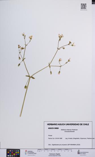 Stellaria chilensis [Espécimen: UCH:AGUCH:0033520]