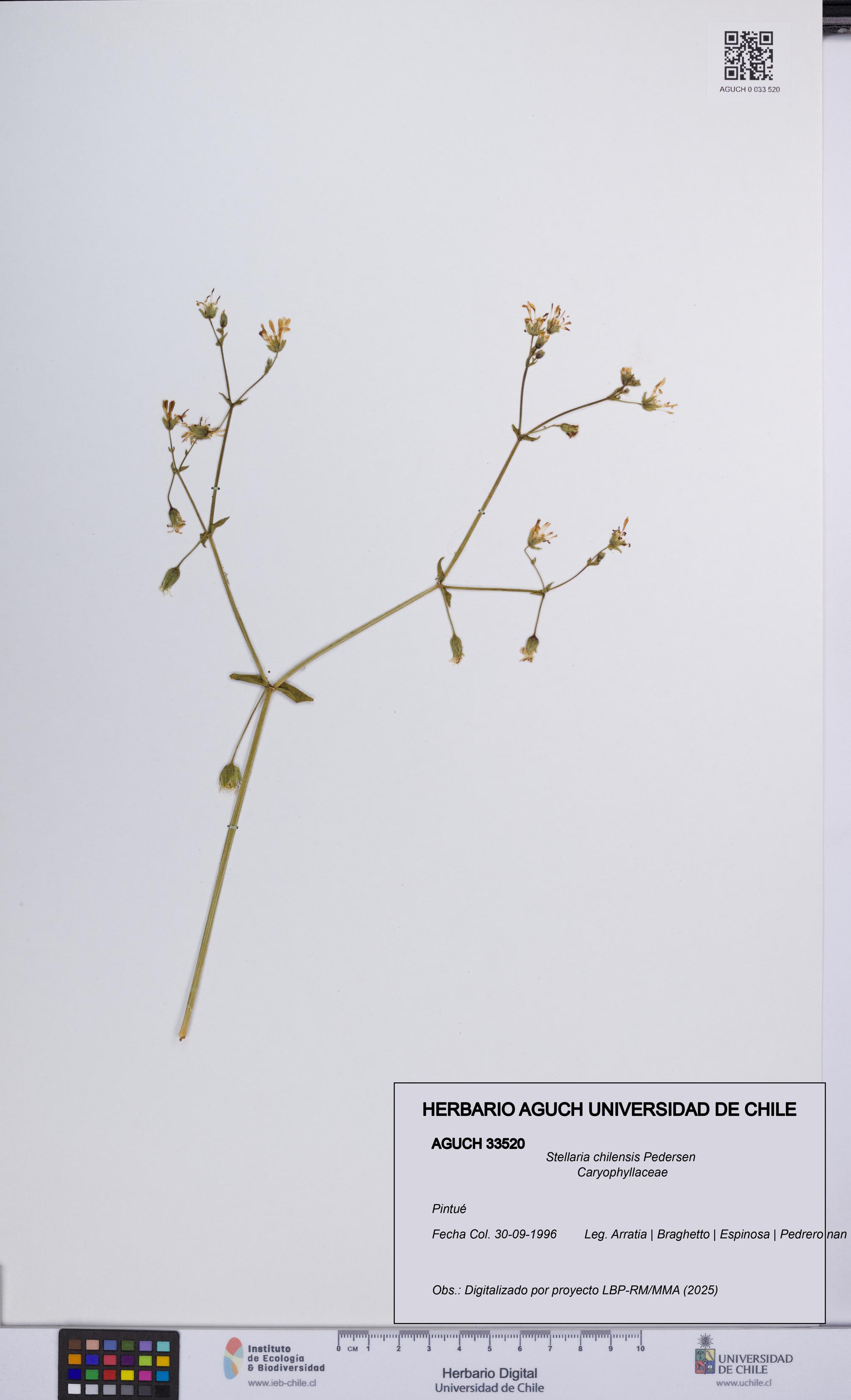 Stellaria chilensis [Espécimen: UCH:AGUCH:0033520]