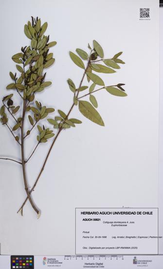 Colliguaja dombeyana [Espécimen: UCH:AGUCH:0033521]