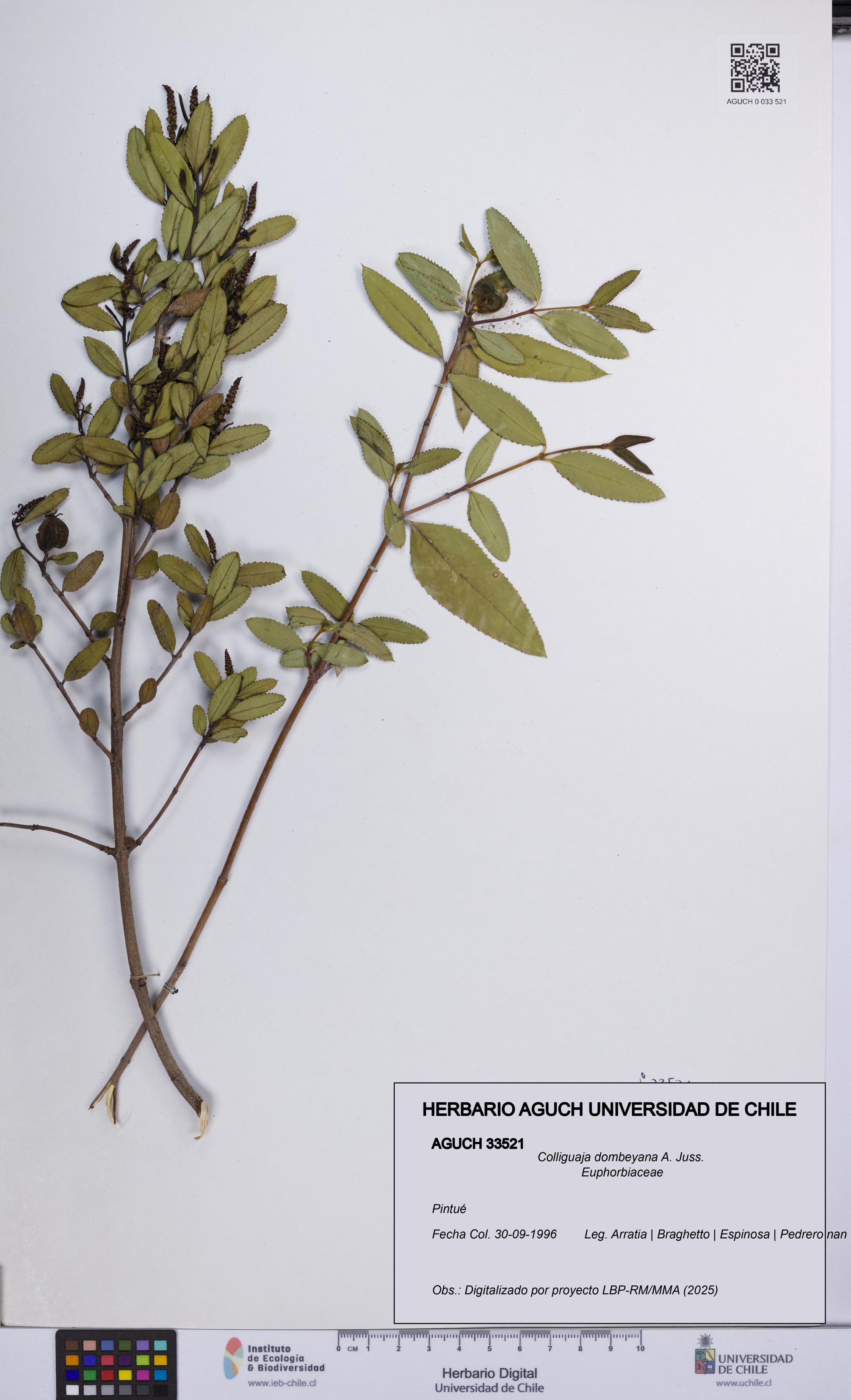 Colliguaja dombeyana [Espécimen: UCH:AGUCH:0033521]