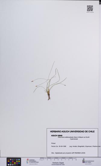 Eleocharis albibracteata [Espécimen: UCH:AGUCH:0033540]