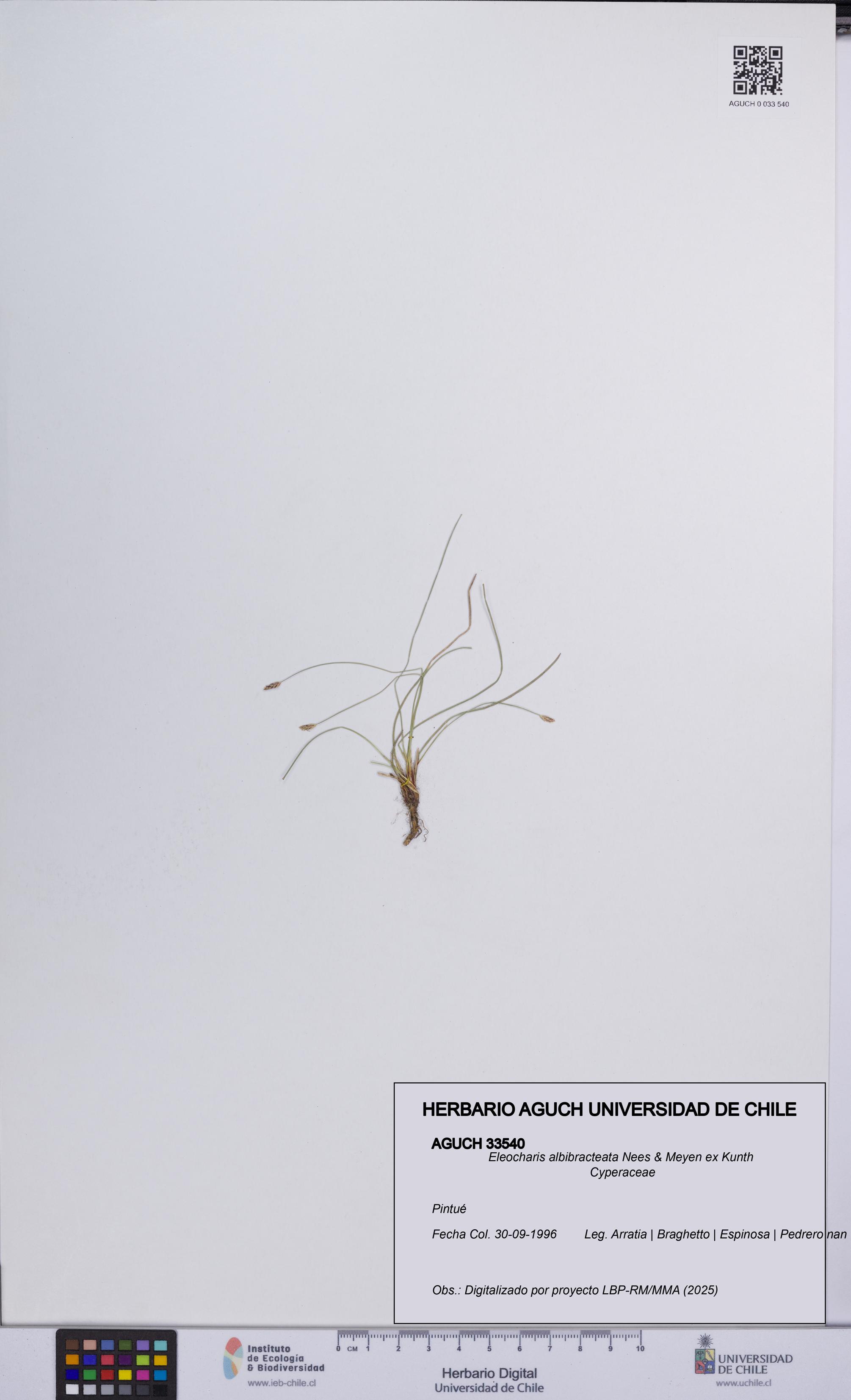 Eleocharis albibracteata [Espécimen: UCH:AGUCH:0033540]