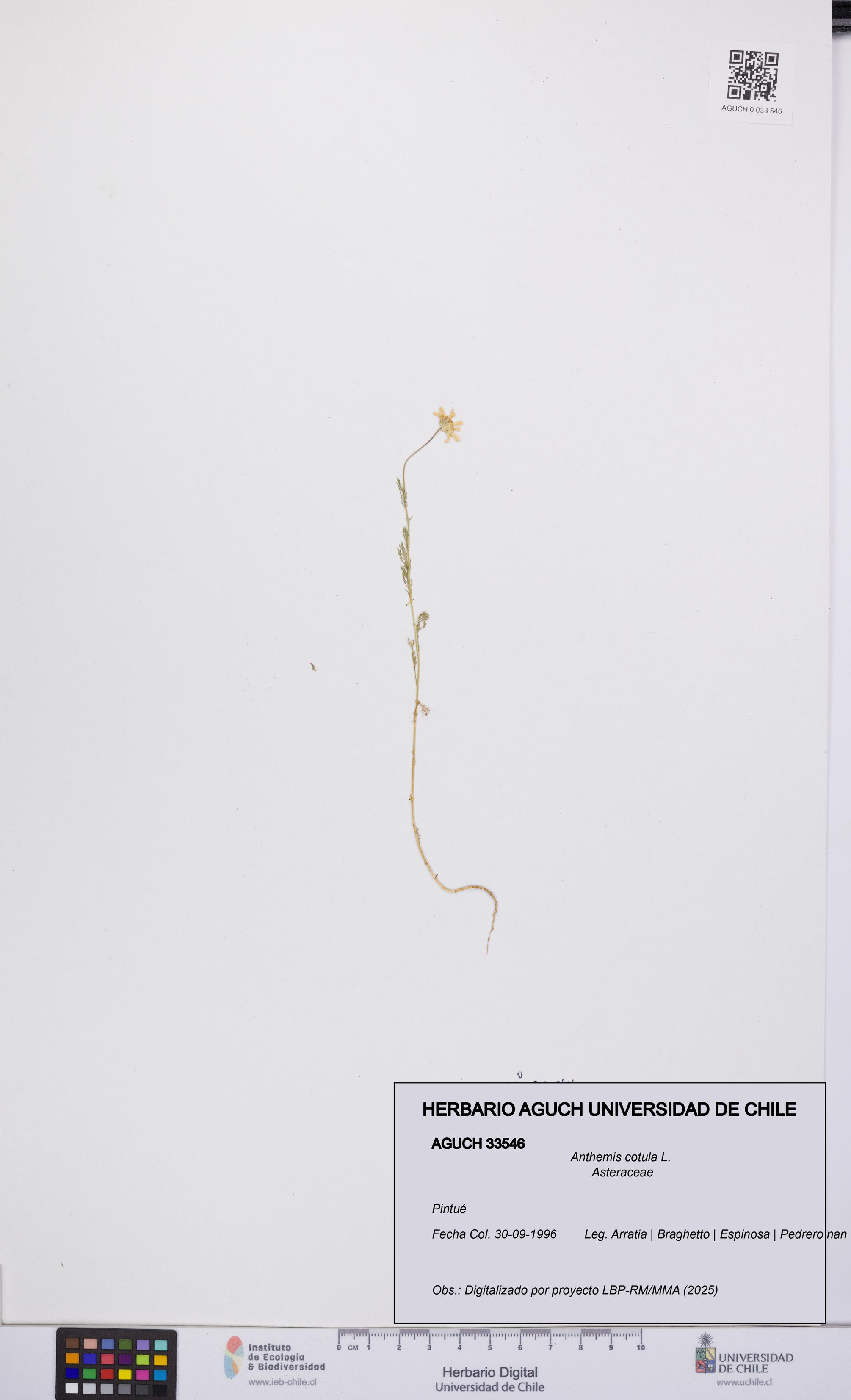 Anthemis cotula [Espécimen: UCH:AGUCH:0033546]