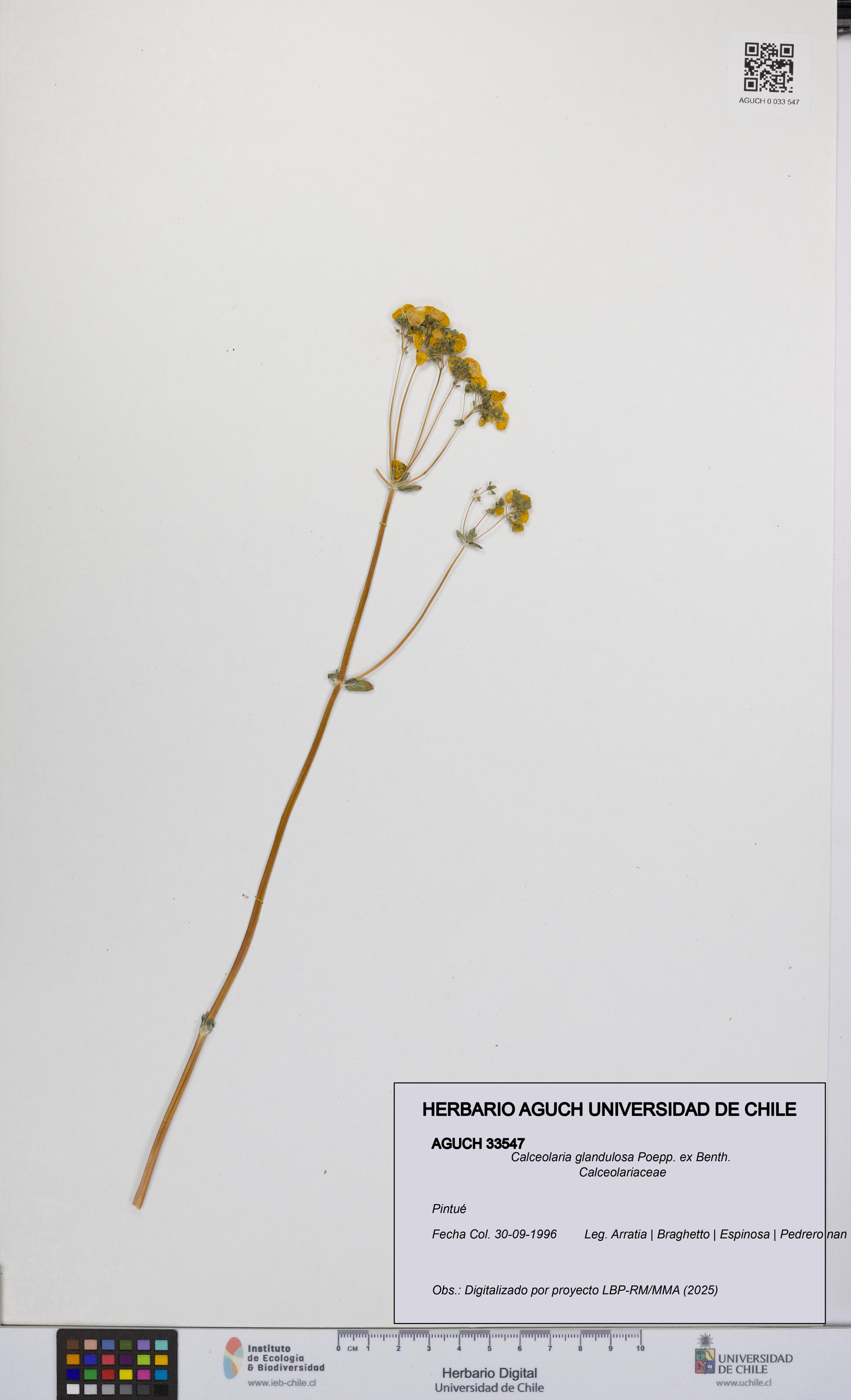 Calceolaria glandulosa [Espécimen: UCH:AGUCH:0033547]