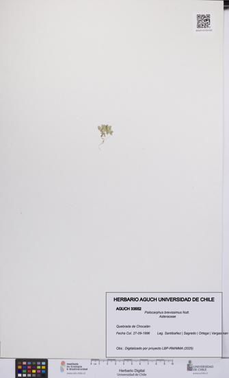 Psilocarphus brevissimus [Espécimen: ]