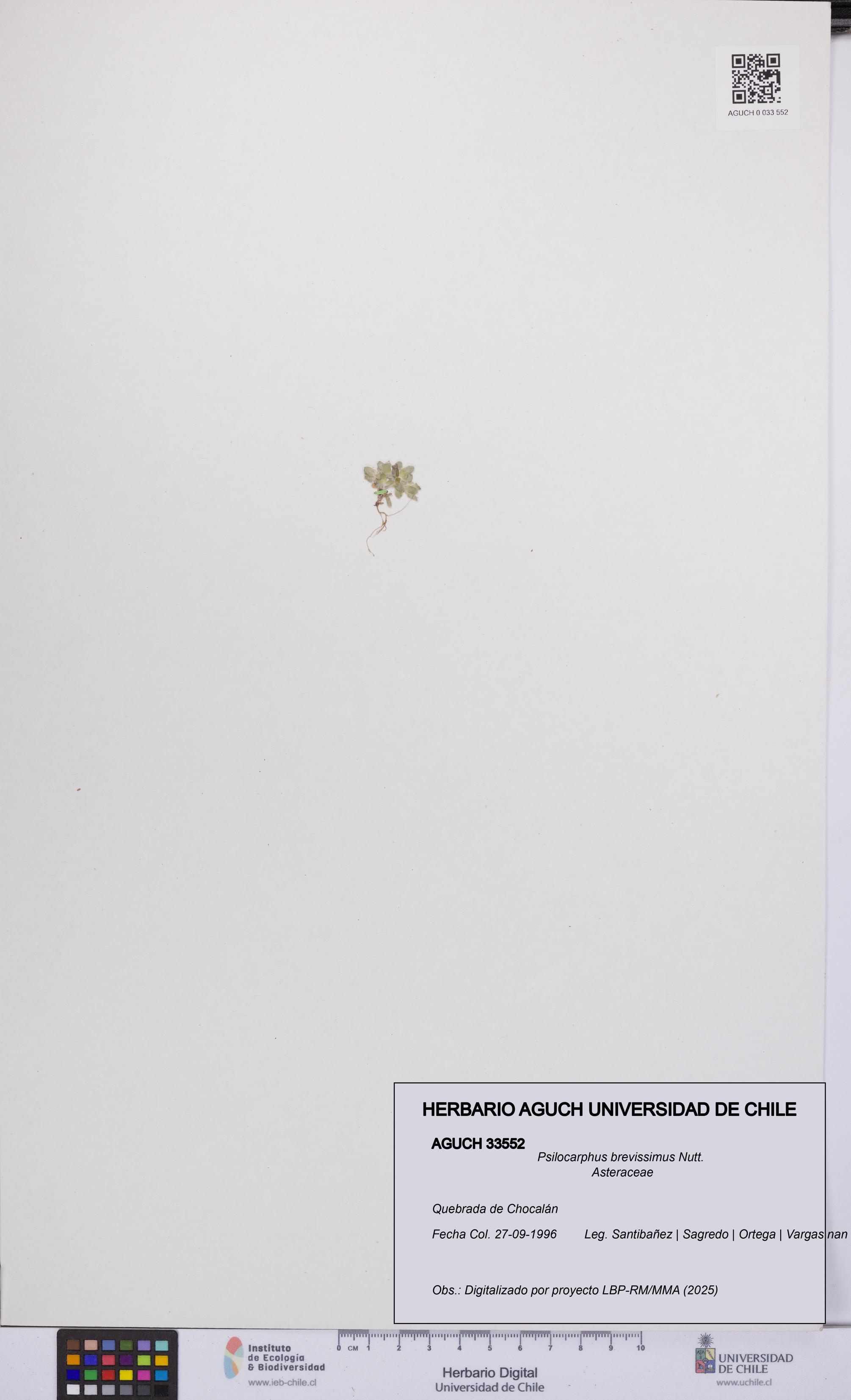 Psilocarphus brevissimus [Espécimen: ]
