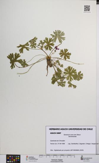 Geranium core-core [Espécimen: UCH:AGUCH:0033557]