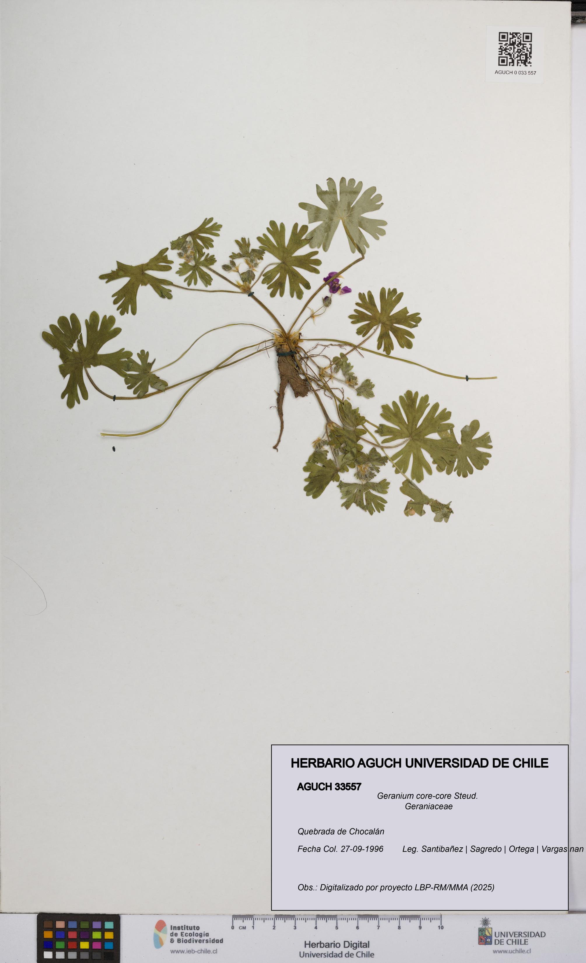 Geranium core-core [Espécimen: UCH:AGUCH:0033557]