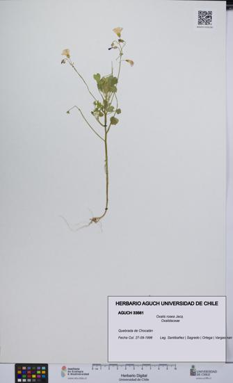 Oxalis rosea [Espécimen: UCH:AGUCH:0033561]