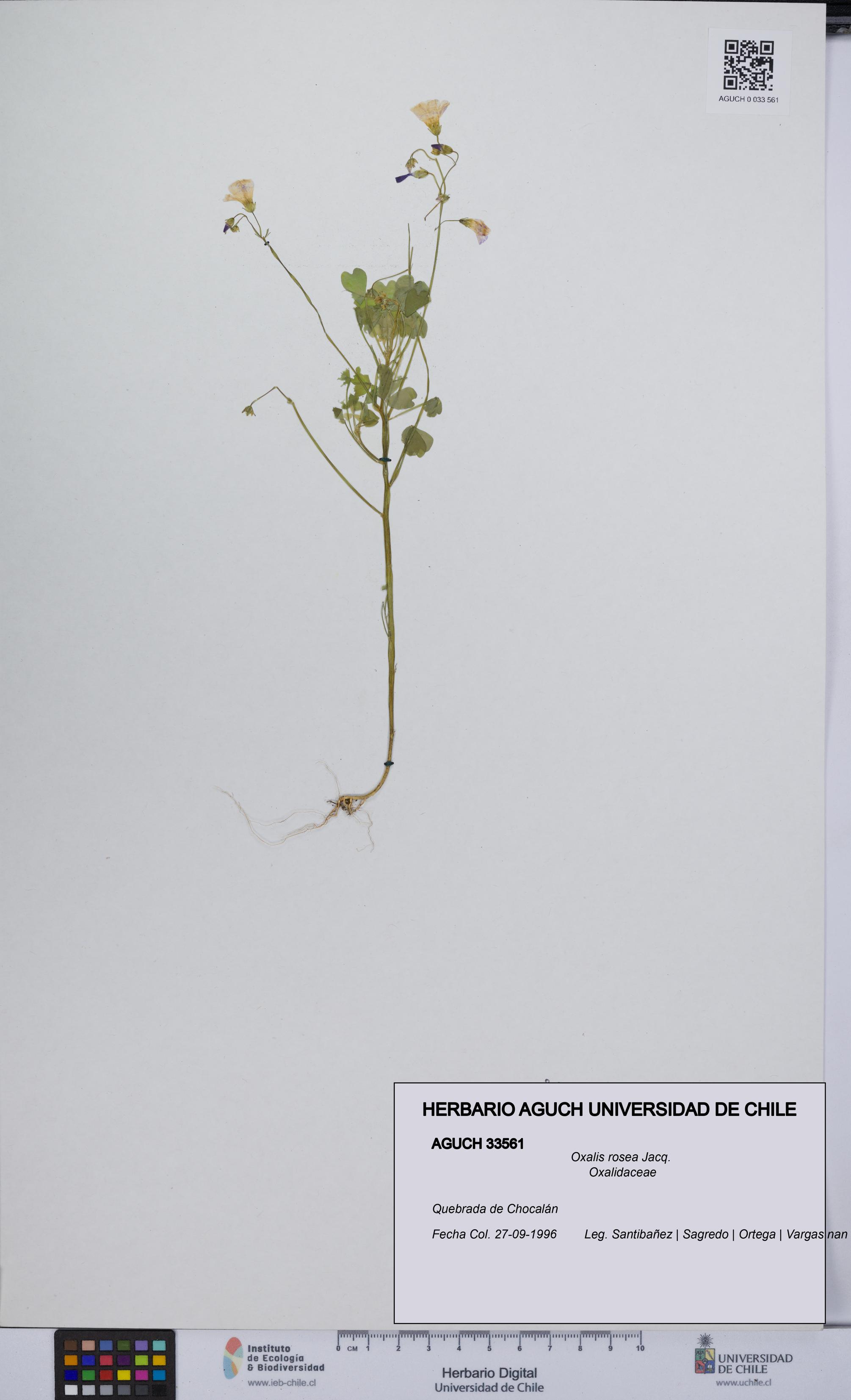 Oxalis rosea [Espécimen: UCH:AGUCH:0033561]