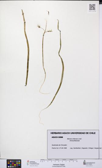 Miersia chilensis [Espécimen: UCH:AGUCH:0033566]