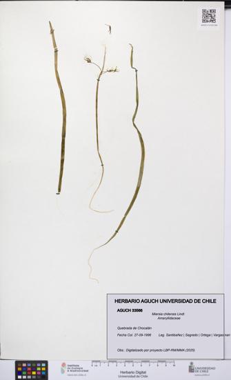 Miersia chilensis [Espécimen: UCH:AGUCH:0033566]