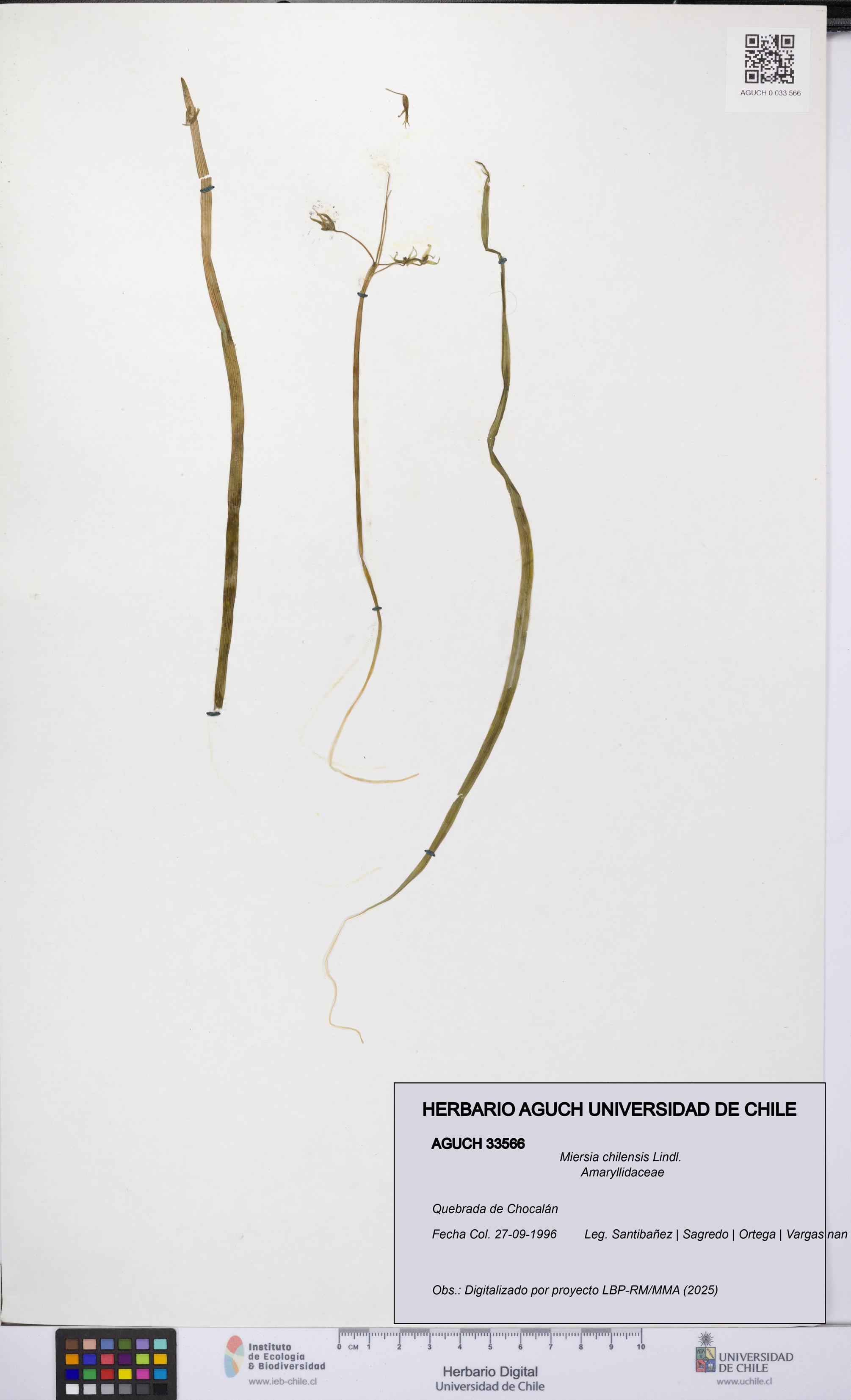 Miersia chilensis [Espécimen: UCH:AGUCH:0033566]