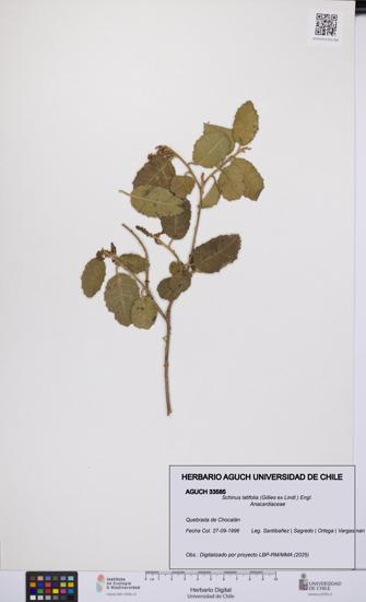 Schinus latifolia [Espécimen: UCH:AGUCH:0033585]
