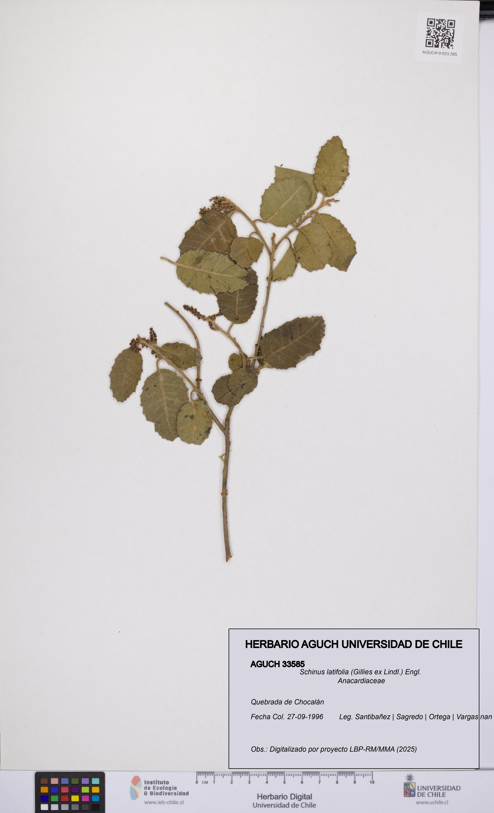 Schinus latifolia [Espécimen: UCH:AGUCH:0033585]