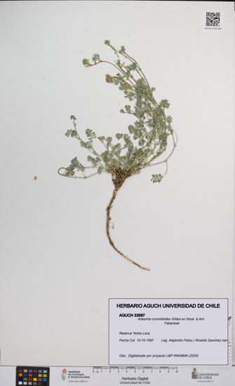 Adesmia coronilloides [Espécimen: UCH:AGUCH:0033587]