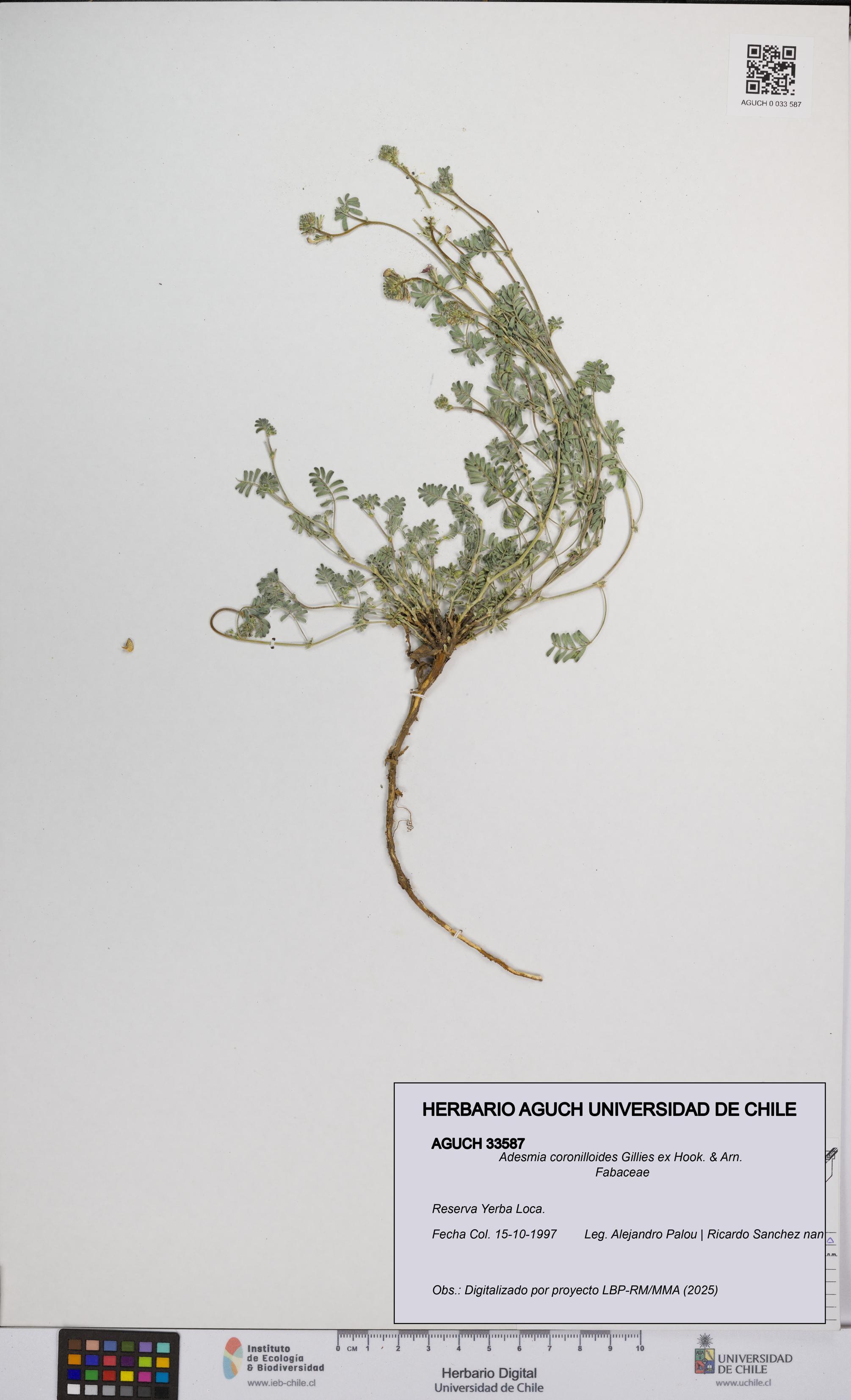 Adesmia coronilloides [Espécimen: UCH:AGUCH:0033587]