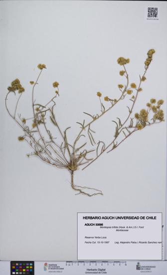 Montiopsis trifida [Espécimen: UCH:AGUCH:0033595]