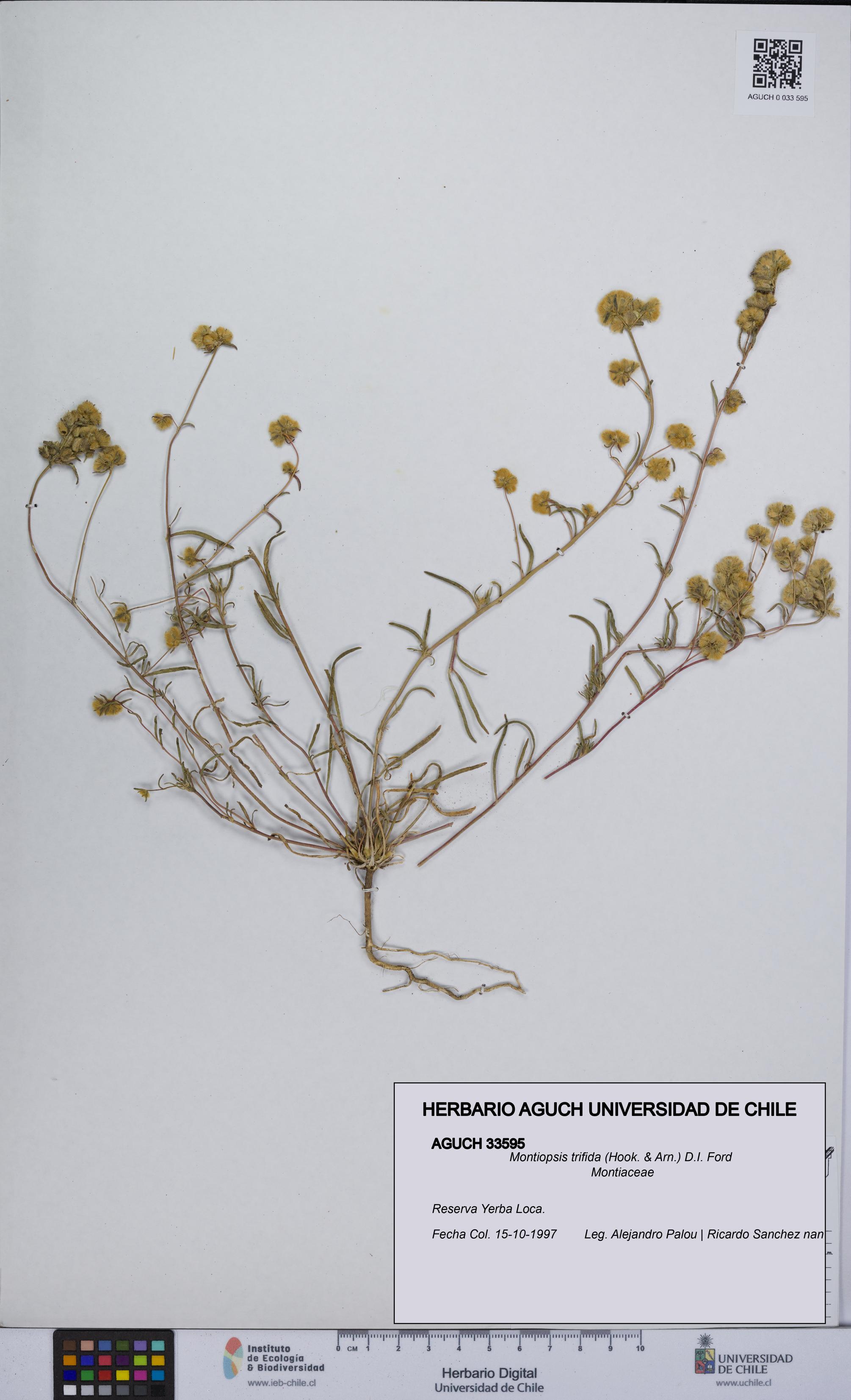 Montiopsis trifida [Espécimen: UCH:AGUCH:0033595]