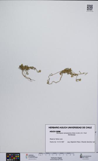 Montiopsis ramosissima [Espécimen: UCH:AGUCH:0033596]