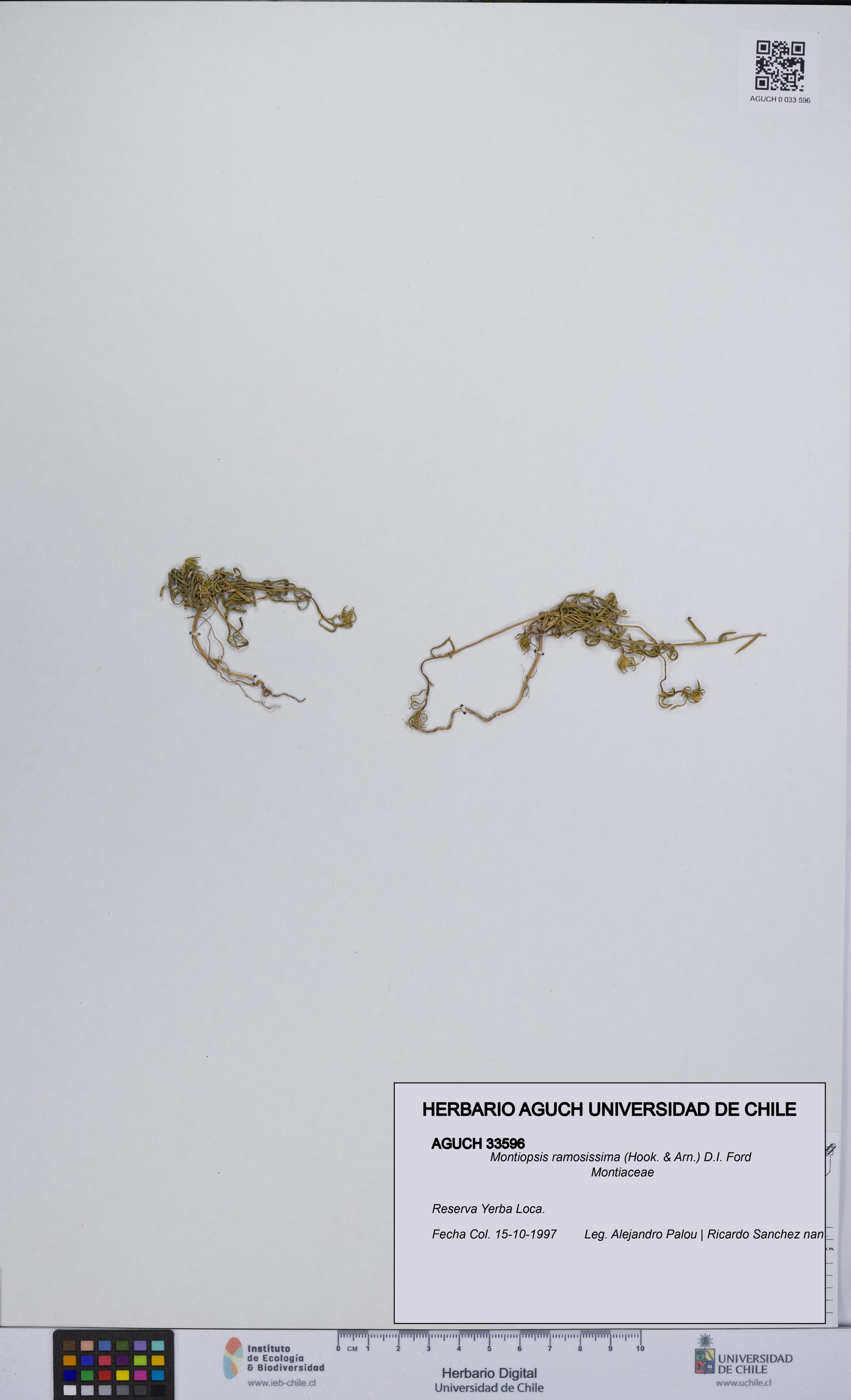 Montiopsis ramosissima [Espécimen: UCH:AGUCH:0033596]