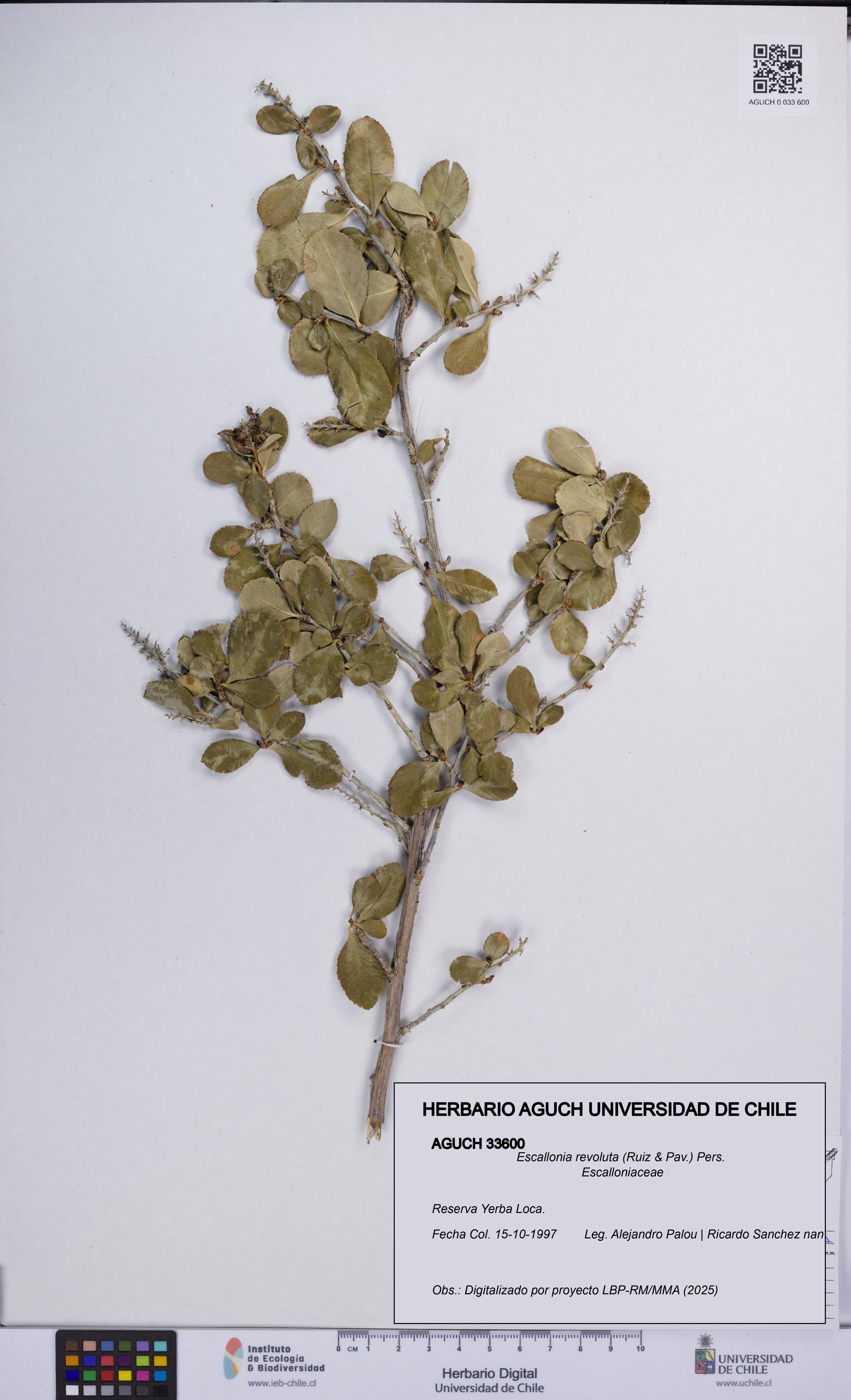 Escallonia revoluta [Espécimen: UCH:AGUCH:0033600]