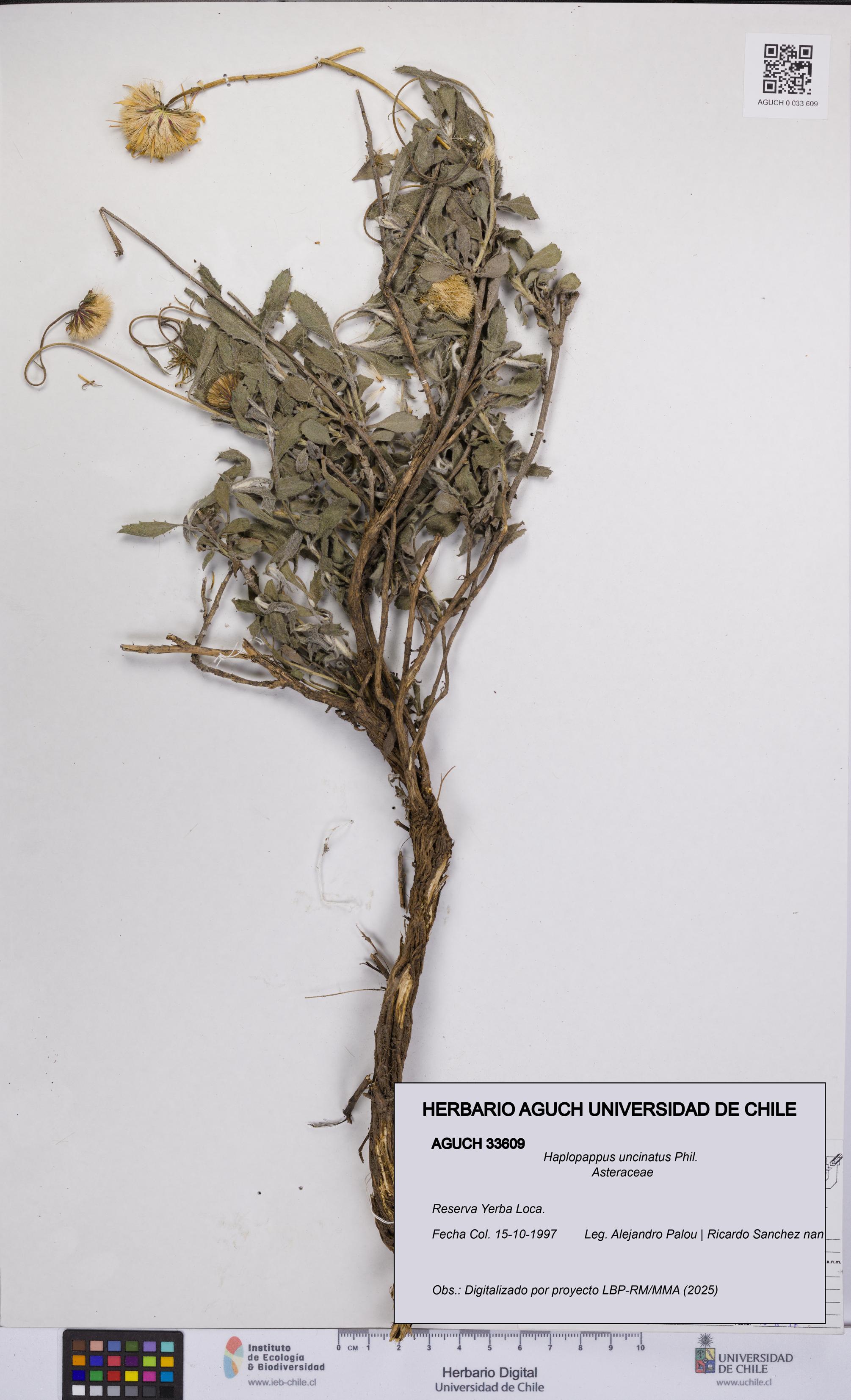 Haplopappus uncinatus [Espécimen: UCH:AGUCH:0033609]