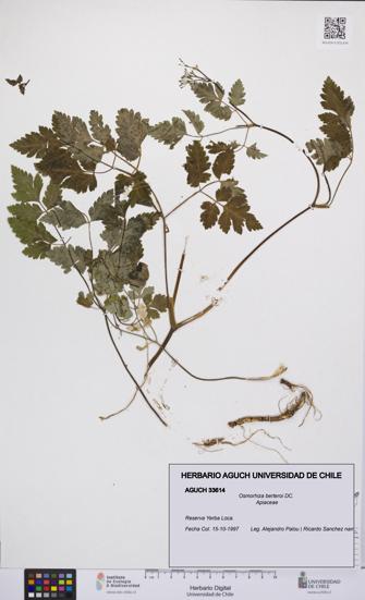 Osmorhiza berteroi [Espécimen: UCH:AGUCH:0033614]