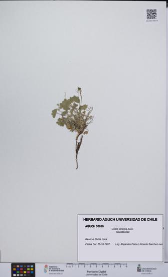 Oxalis cinerea [Espécimen: UCH:AGUCH:0033616]