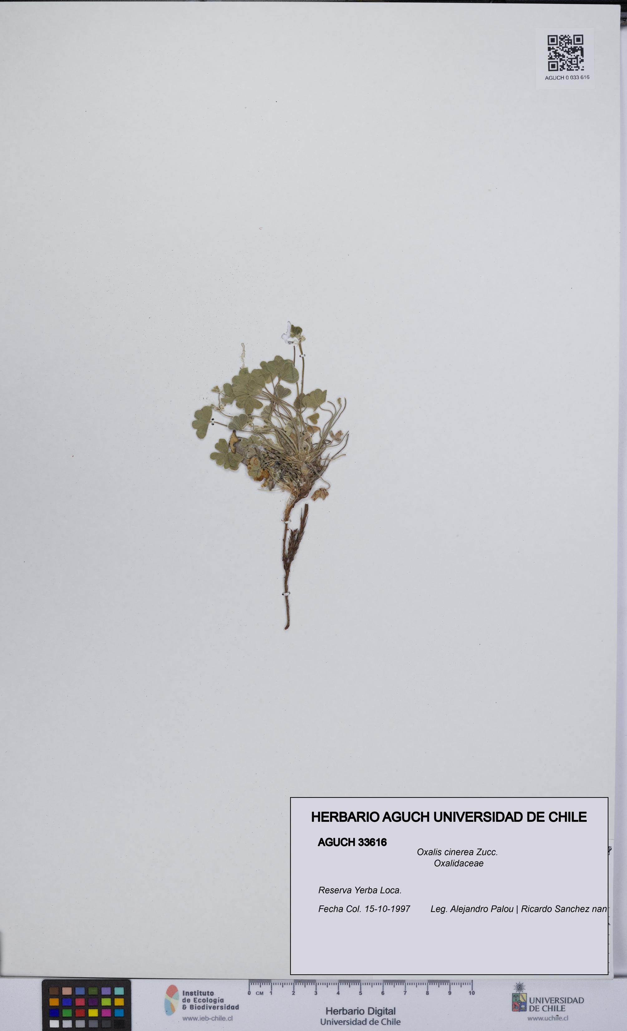 Oxalis cinerea [Espécimen: UCH:AGUCH:0033616]