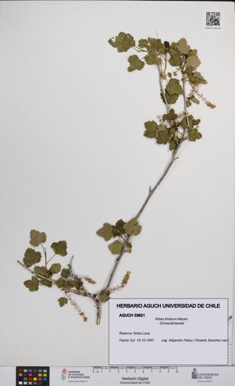 Ribes trilobum [Espécimen: UCH:AGUCH:0033621]