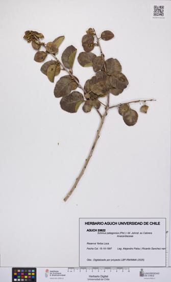 Schinus patagonica [Espécimen: UCH:AGUCH:0033622]