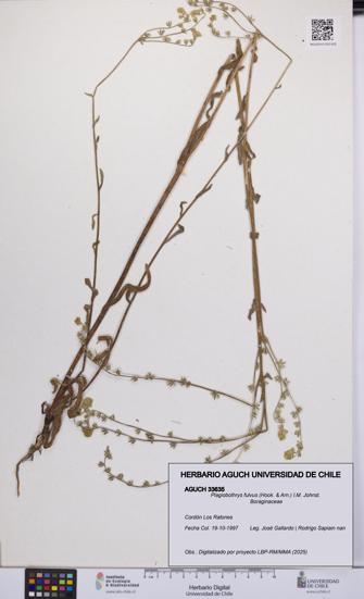 Plagiobothrys fulvus [Espécimen: UCH:AGUCH:0033635]