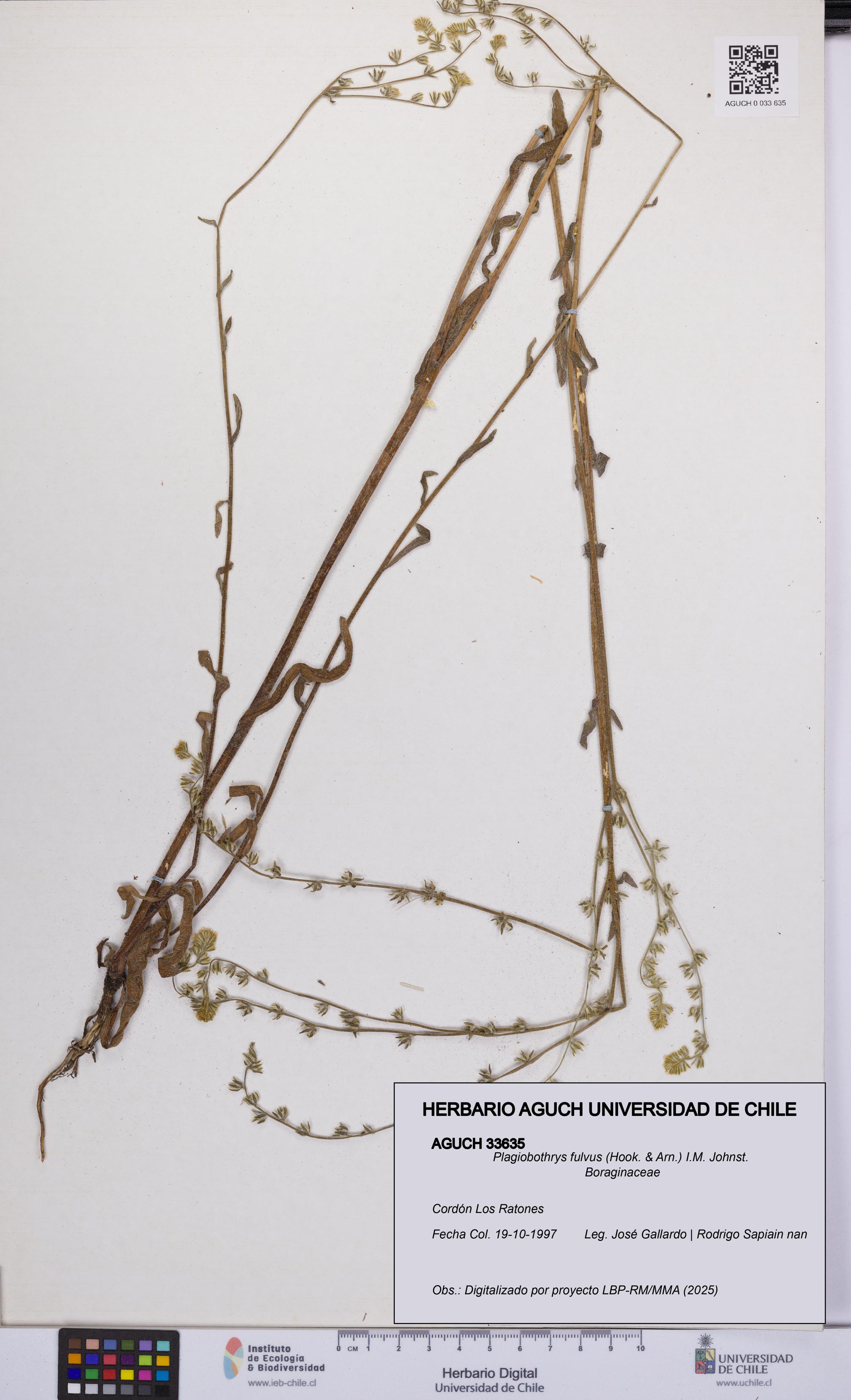 Plagiobothrys fulvus [Espécimen: UCH:AGUCH:0033635]