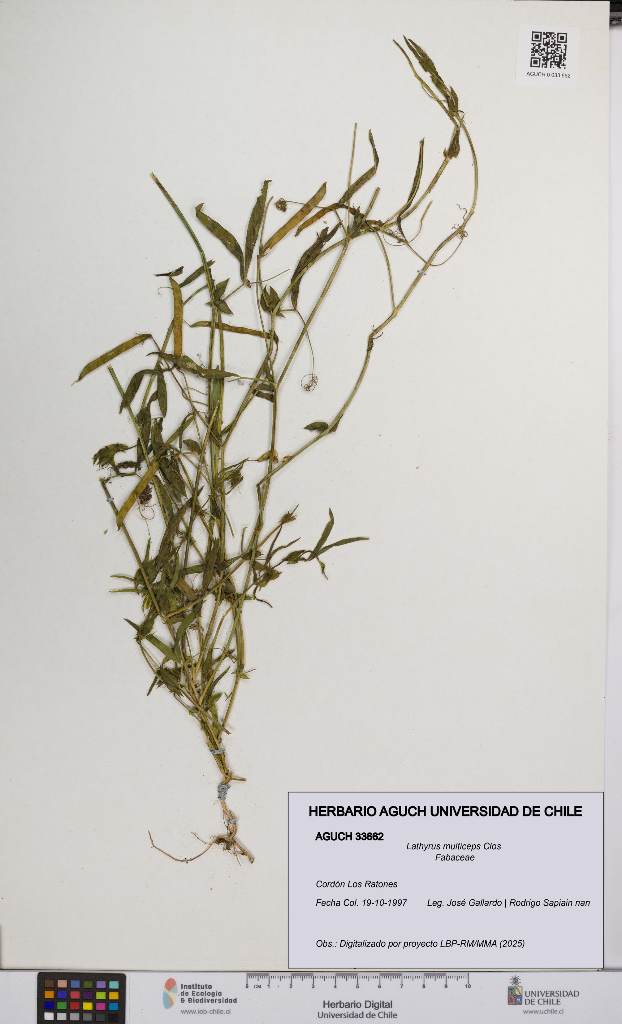 Lathyrus multiceps [Espécimen: UCH:AGUCH:0033662]